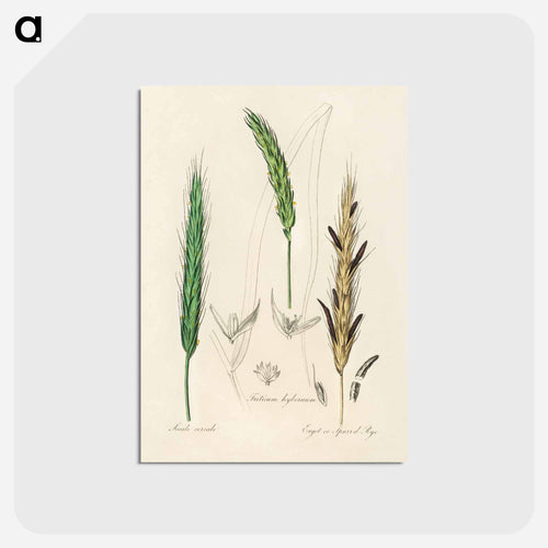 Rye Illustration
 - Medicinal Botany Postcard.