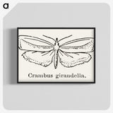 2-16_Moths-and-Butterflies-of-the-United-States_blk-crop