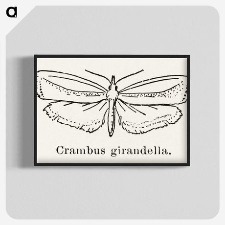 2-16_Moths-and-Butterflies-of-the-United-States_blk-crop