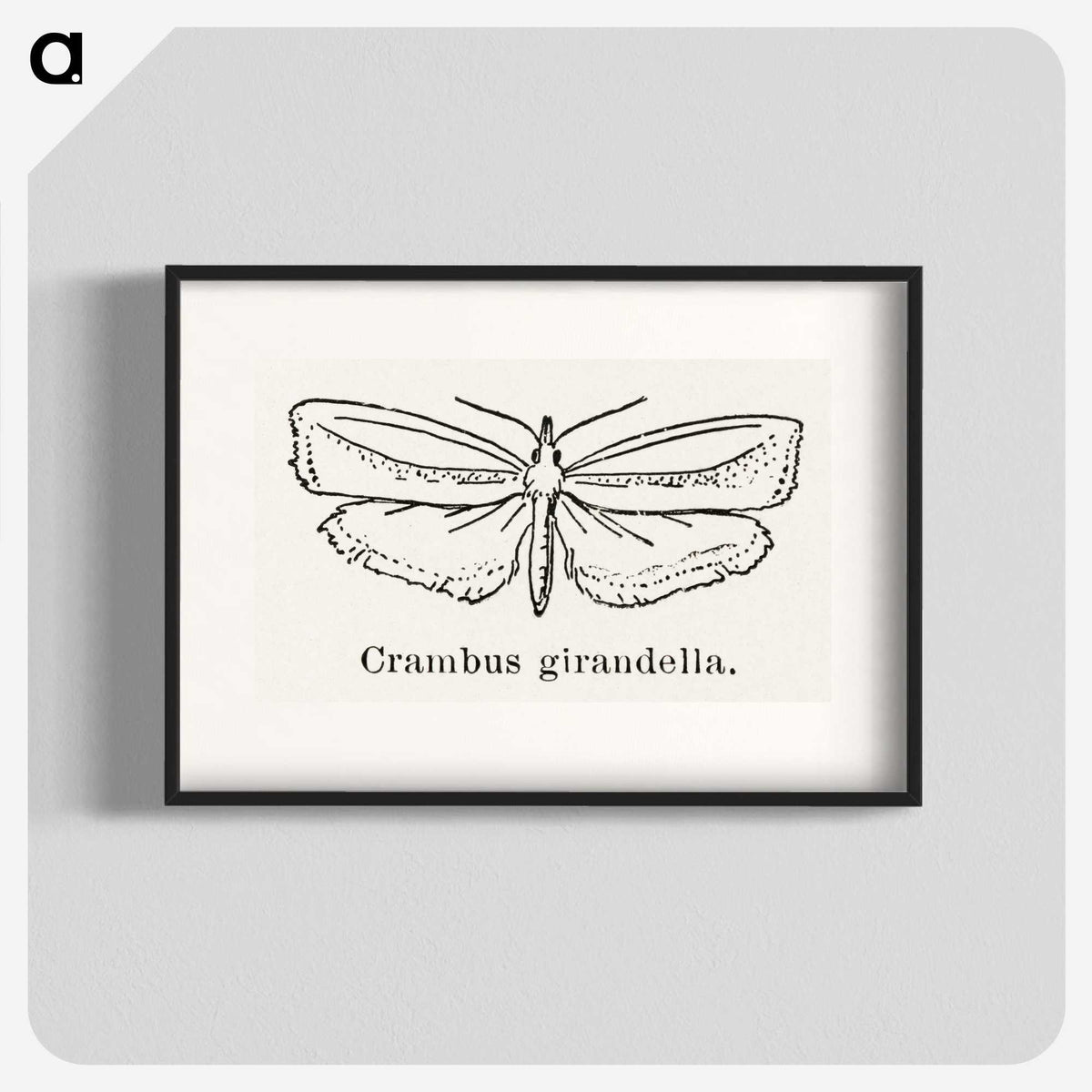 2-16_Moths-and-Butterflies-of-the-United-States_blk