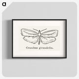 2-16_Moths-and-Butterflies-of-the-United-States_blk