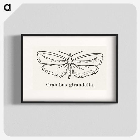 2-16_Moths-and-Butterflies-of-the-United-States_blk