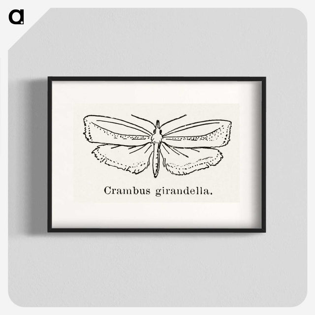 2-16_Moths-and-Butterflies-of-the-United-States_blk