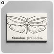 2-16_Moths-and-Butterflies-of-the-United-States_canvas