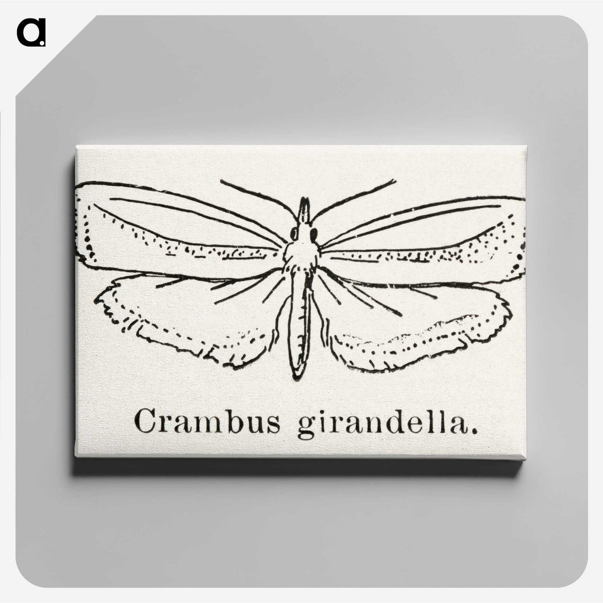 2-16_Moths-and-Butterflies-of-the-United-States_canvas