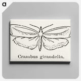 2-16_Moths-and-Butterflies-of-the-United-States_canvas