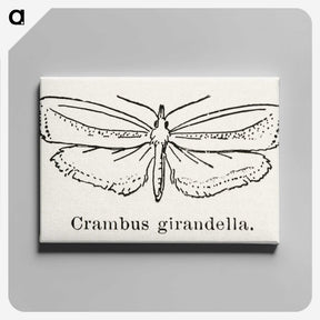 2-16_Moths-and-Butterflies-of-the-United-States_canvas