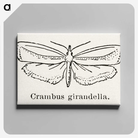2-16_Moths-and-Butterflies-of-the-United-States_canvas