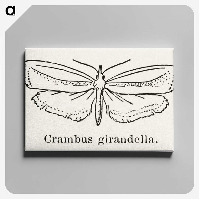 2-16_Moths-and-Butterflies-of-the-United-States_canvas