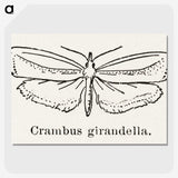 2-16_Moths-and-Butterflies-of-the-United-States_picture-crop
