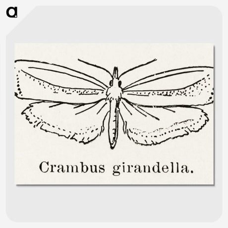 2-16_Moths-and-Butterflies-of-the-United-States_picture-crop