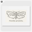 2-16_Moths-and-Butterflies-of-the-United-States_picture