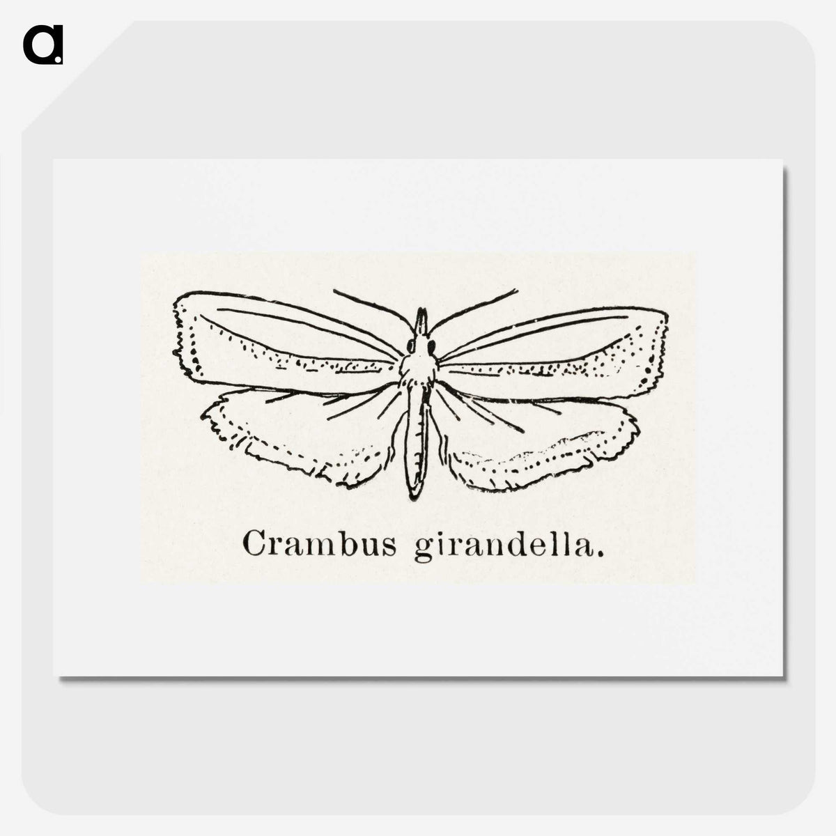 2-16_Moths-and-Butterflies-of-the-United-States_picture