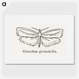 2-16_Moths-and-Butterflies-of-the-United-States_picture