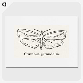 2-16_Moths-and-Butterflies-of-the-United-States_picture