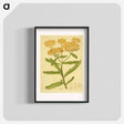 アートポスター-Asclepias tuberosa
 - 国立医学図書館 Poster.