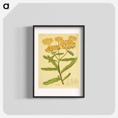 アートポスター-Asclepias tuberosa
 - 国立医学図書館 Poster.