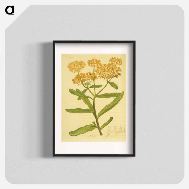 アートポスター-Asclepias tuberosa
 - 国立医学図書館 Poster.