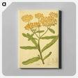 アートパネル-Asclepias tuberosa
 - 国立医学図書館 Canvas.