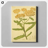 アートパネル-Asclepias tuberosa
 - 国立医学図書館 Canvas.