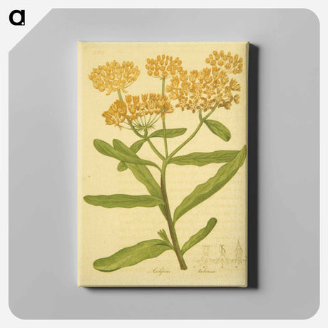 アートパネル-Asclepias tuberosa
 - 国立医学図書館 Canvas.