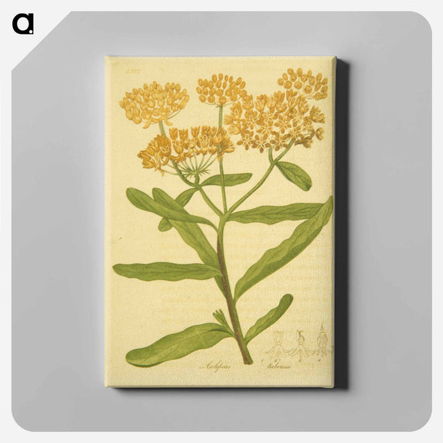 アートパネル-Asclepias tuberosa
 - 国立医学図書館 Canvas.