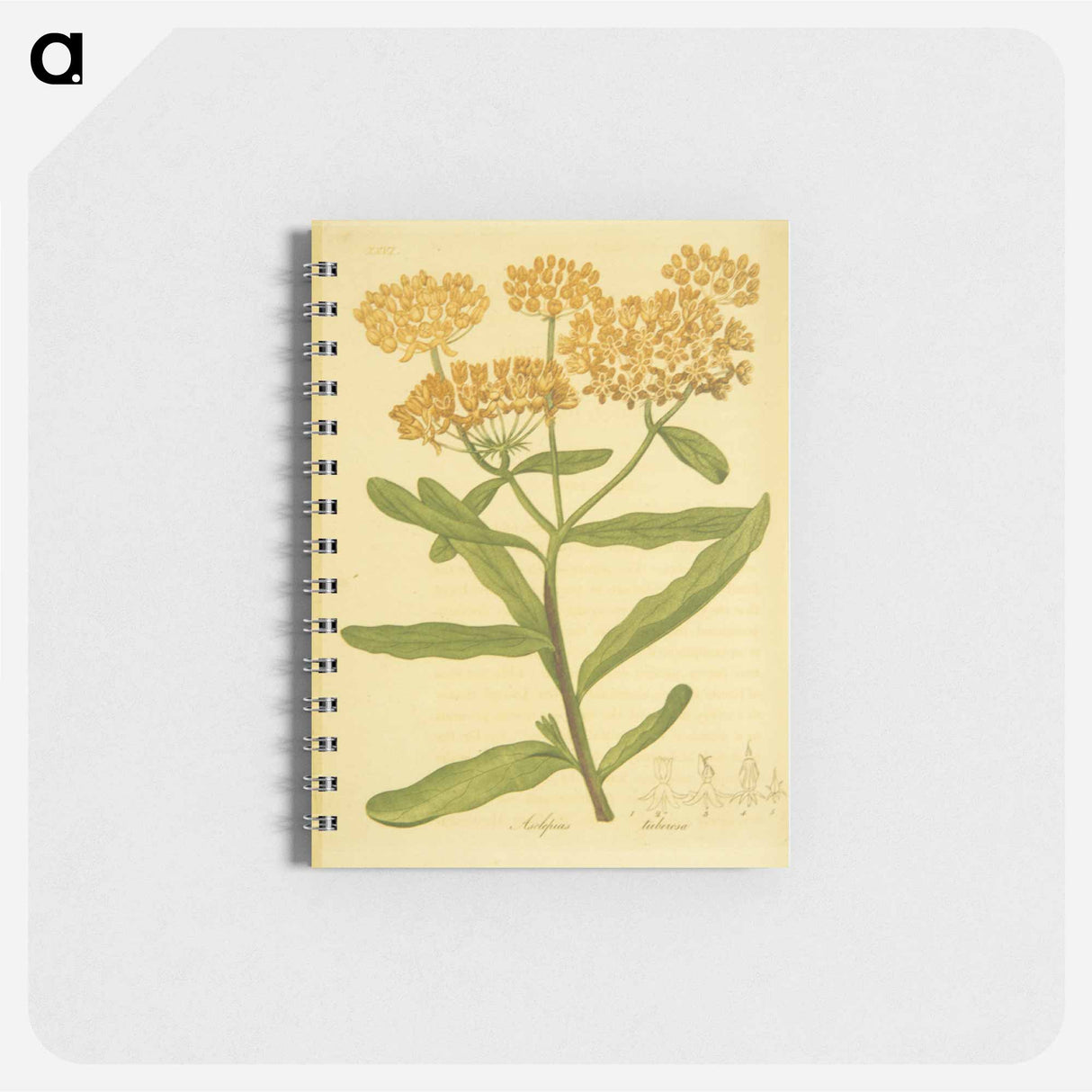 アートメモ帳-Asclepias tuberosa
 - 国立医学図書館 Memo.