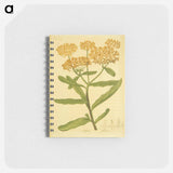 アートメモ帳-Asclepias tuberosa
 - 国立医学図書館 Memo.