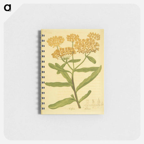 アートメモ帳-Asclepias tuberosa
 - 国立医学図書館 Memo.