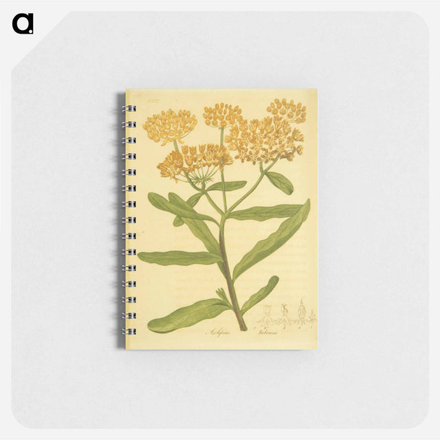 アートメモ帳-Asclepias tuberosa
 - 国立医学図書館 Memo.