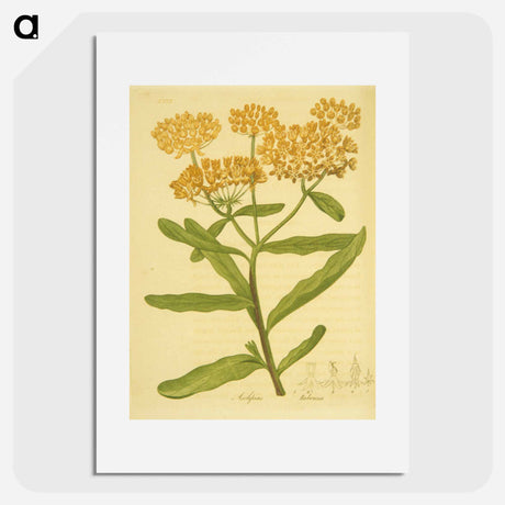アートポスター-Asclepias tuberosa
 - 国立医学図書館 Poster.