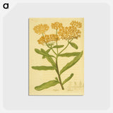 アートポストカード-Asclepias tuberosa
 - 国立医学図書館 Postcard.