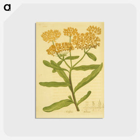 アートポストカード-Asclepias tuberosa
 - 国立医学図書館 Postcard.