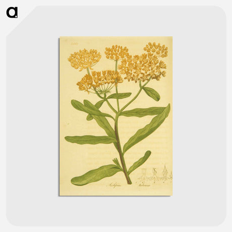 アートポストカード-Asclepias tuberosa
 - 国立医学図書館 Postcard.
