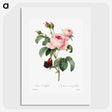 2-16_Pierre-Joseph-Redoute_picture