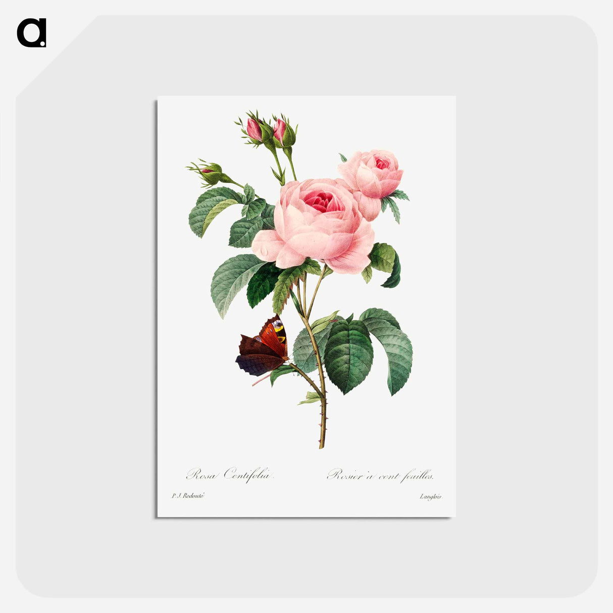 アートポストカード-Cabbage rose - ピエール ジョゼフ ルドゥーテ Postcard.