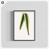 2-16_Plants-with-Colored-Foliage_blk-crop