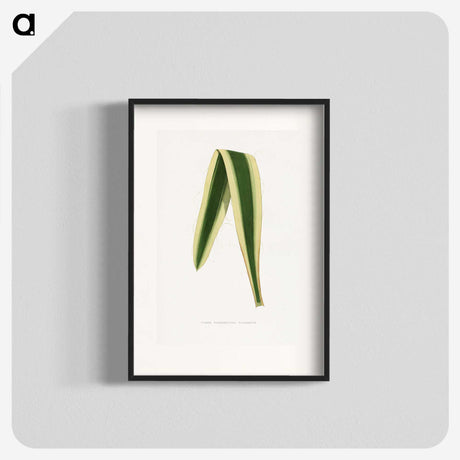 2-16_Plants-with-Colored-Foliage_blk