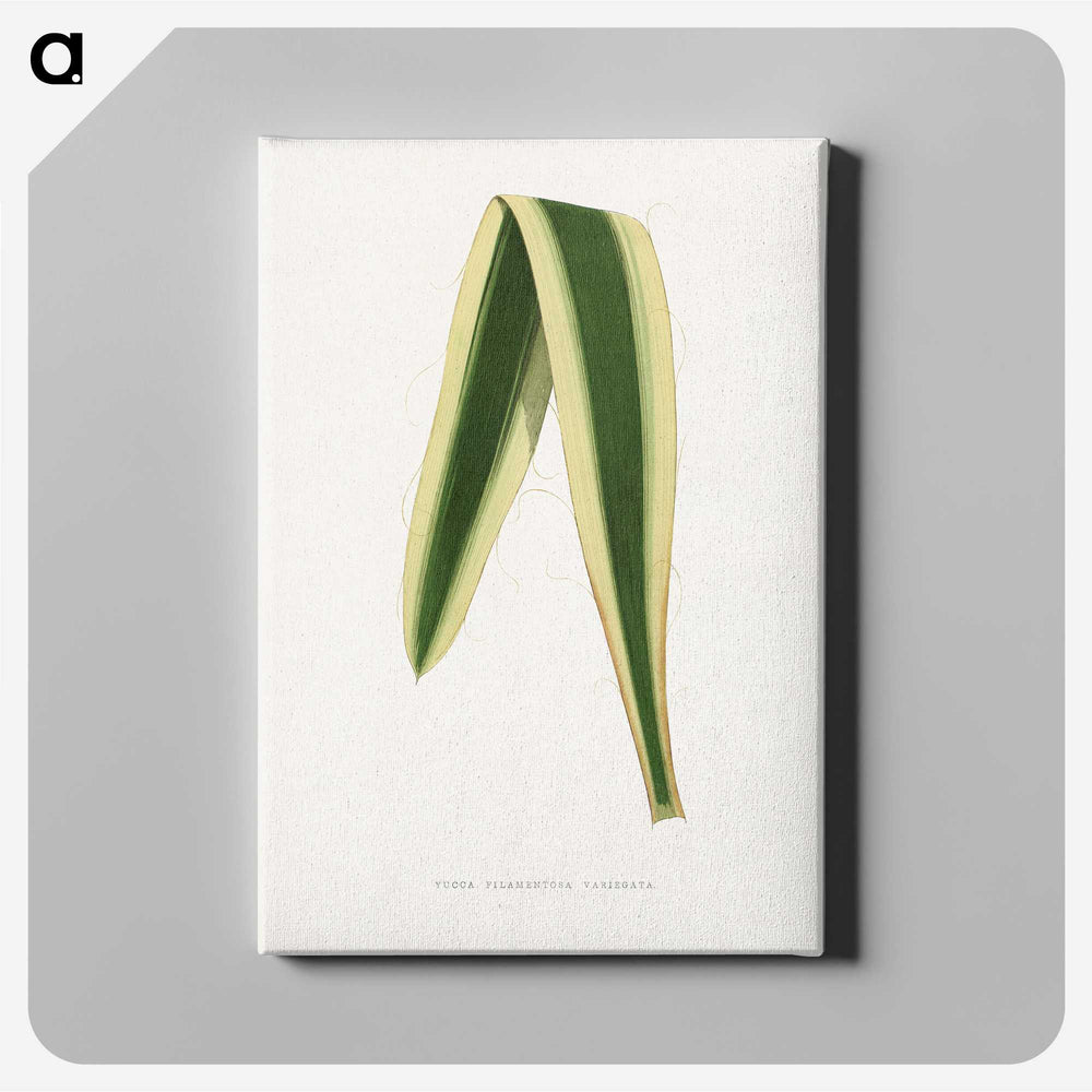 2-16_Plants-with-Colored-Foliage_canvas