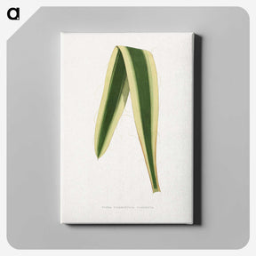 2-16_Plants-with-Colored-Foliage_canvas
