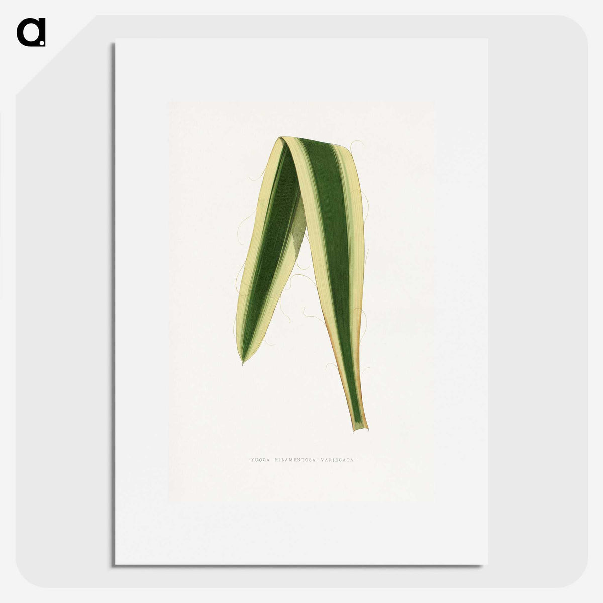 2-16_Plants-with-Colored-Foliage_picture