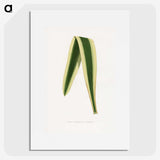 2-16_Plants-with-Colored-Foliage_picture