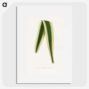 2-16_Plants-with-Colored-Foliage_picture