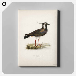 アートパネル-Northern Lapwing
 - スヴェンスカ フォグラル Canvas.