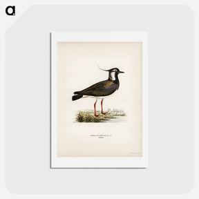 アートポストカード-Northern Lapwing
 - スヴェンスカ フォグラル Postcard.