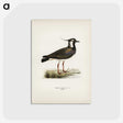2-16_Svenska-Faglar_postcard