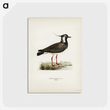2-16_Svenska-Faglar_postcard