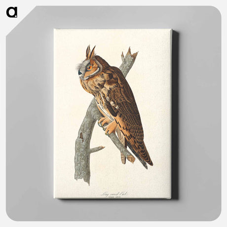 アートパネル-Long-eared Owl from Birds of America
 - アメリカの鳥たち Canvas.