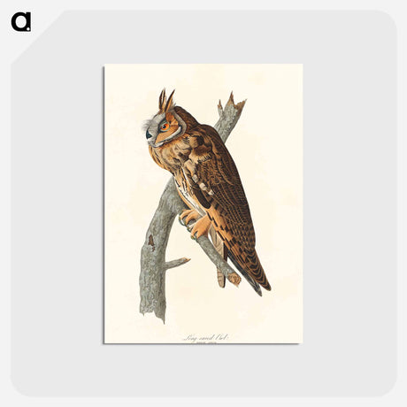 アートポストカード-Long-eared Owl from Birds of America
 - アメリカの鳥たち Postcard.