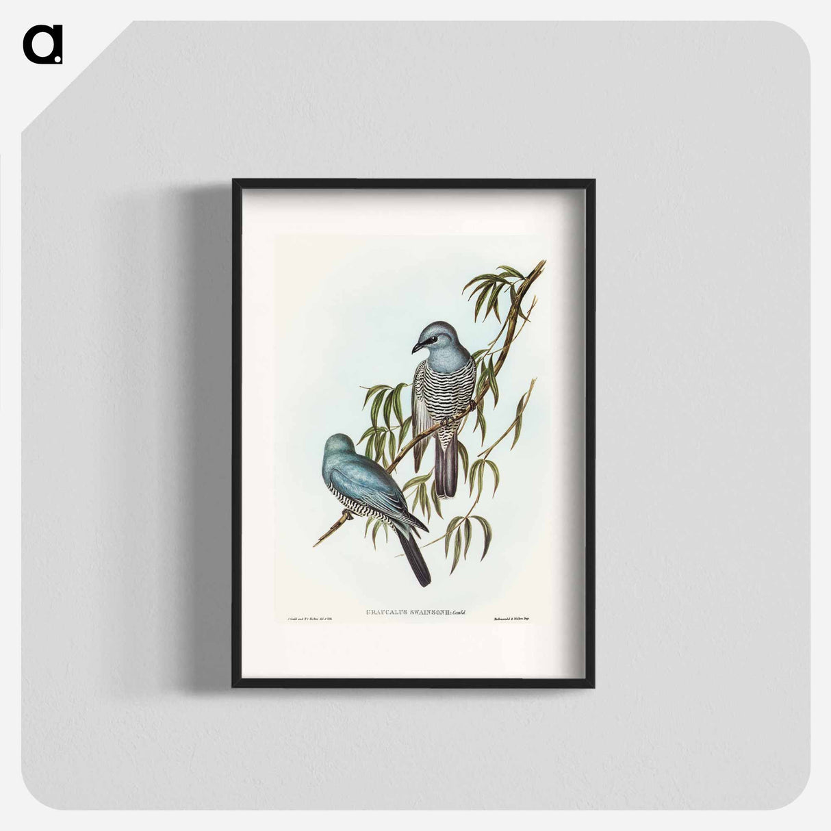 Swainson's Graucalus
 - オーストラリアの鳥 Poster.